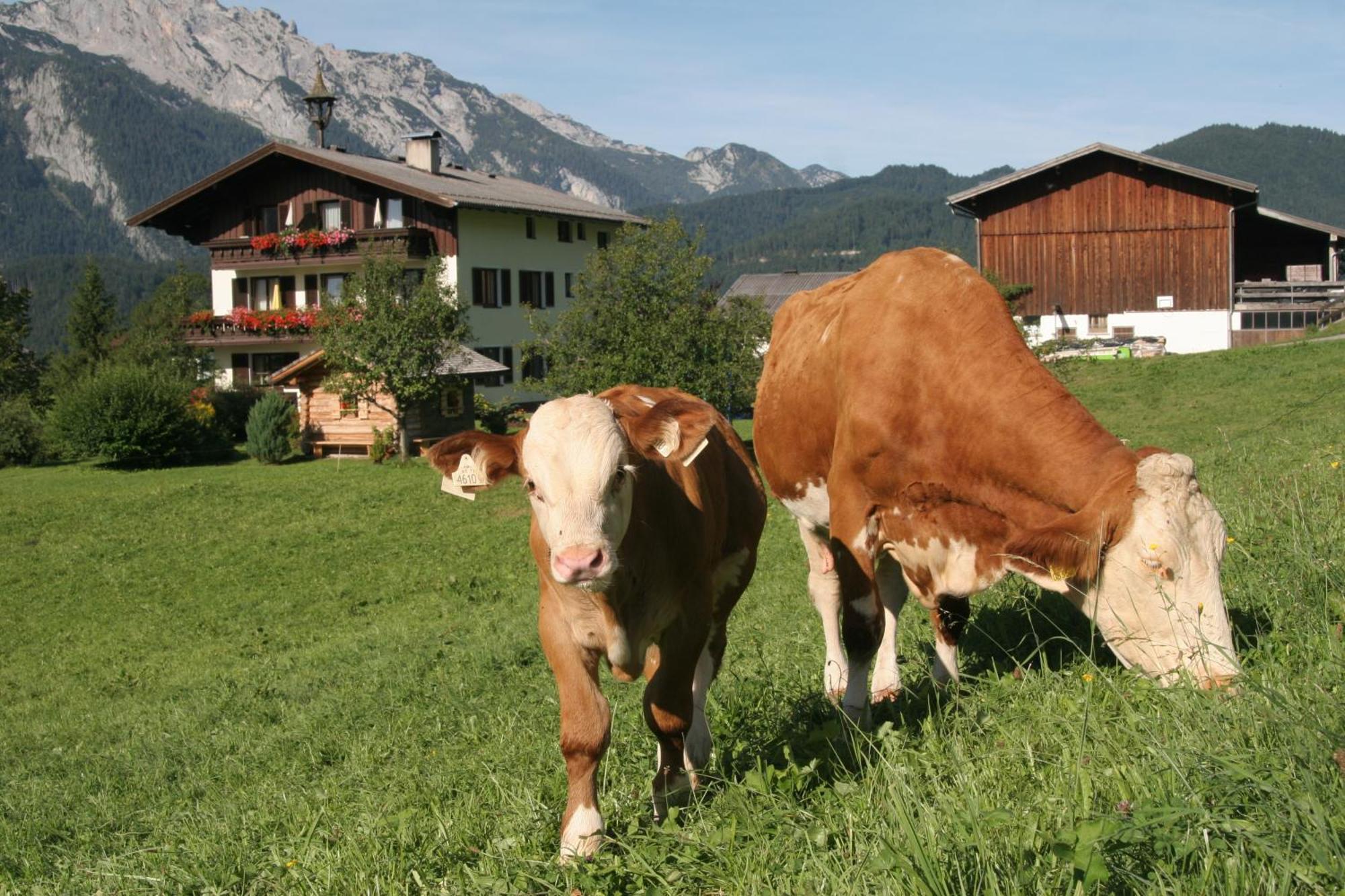 Ferienappartements Schrattengut Abtenau Luaran gambar